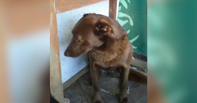 Deprimert hund var alene på ly i 2 år og kjente kjent lukt